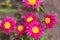 The pink pyrethrum, or Persian Daisy, lat. Pyrethrum roseum