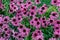 The pink pyrethrum, or Persian Daisy lat. Pyrethrum roseum close-up