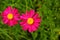 The pink pyrethrum, or Persian Daisy lat. Pyrethrum roseum in the garden