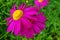 The pink pyrethrum, or Persian Daisy lat. Pyrethrum roseum in the garden