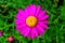 The pink pyrethrum, or Persian Daisy lat. Pyrethrum roseum in the garden