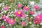 Pink pyrethrum (Pyrethrum coccineum)