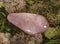 Pink quartz in studio