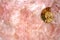 Pink Quartz texture