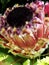 Pink Queen Protea Flower Blossom