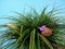 Pink Quill plant Tillandsia cyanea bromeliad with blue purple flower
