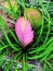 Pink Quill Plant, Tillandsia cyanea, Tillandsia lindenii.