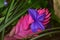Pink Quill Tillandsia Cyanea Bromeliad