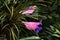 Pink Quill or Tillandsia Cyanea flower in the garden.