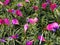 Pink Quill (Tillandsia cyanea) flowers