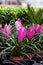 Pink Quill (Wallisia Cyanea)