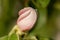 Pink Quince flowers closeup macro