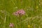 Pink ragged robin wildflowers in a field with high grass - Lychnis flos-cuculi