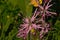 Pink ragged robin wildflowers - Lychnis flos-cuculi