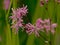 Pink ragged robin wildflowers  - Lychnis flos-cuculi