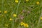 Pink ragged robin and yellow buttercup wildflowers in a field with high grass - Lychnis flos-cuculi