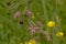 Pink ragged robin and yellow buttercup wildflowers in a field with high grass - Lychnis flos-cuculi