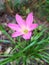 pink rain lilies bloom