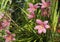 Pink Rain Lilies Zephyranthes carinata outdoors blooming