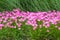 Pink rain lily flower