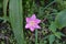 Pink rain lily flower, Zephyranthes rosea. Beautiful rosy rain lily flowers in nature