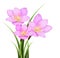 Pink rain lily (Zephyranthes rosea) flower isolated