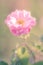 Pink rambler rose blossom