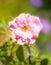 Pink rambler rose blossom