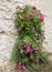 Pink rambler rose climbing a wall