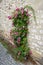 Pink rambler rose climbing a wall