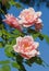 Pink rambler roses and blue sky