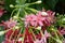Pink rangoon creeper flower in garden