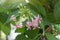 Pink Rangoon creeper flower or Quisqualis indica bloom in the garden.