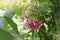 Pink Rangoon creeper flower or Quisqualis indica bloom in the garden.