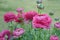 Pink Ranunculus