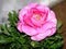 A pink ranunculus flower