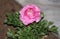 A pink ranunculus flower