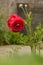 Pink Ranunculus flowers growing in garden on a sunny day. Closeup fucsia flower