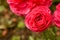 Pink Ranunculus flowers growing in garden on a sunny day. Closeup fucsia flower