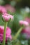 Pink ranunculus.Pink buttercups flower.Floriculture concept. Spring flowers in the garden. flowers.Beautiful delicate