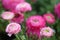 Pink ranunculus.Pink buttercups flower.Floriculture concept. Spring flowers in the garden. Spring Pink flowers.Beautiful