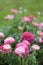 Pink ranunculus.Pink buttercups flower.Floriculture . Spring flowers in the garden. Spring Pink flowers.Beautiful