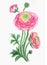 Pink Ranunculus , watercolor painting on white background