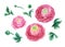 Pink ranunculus, watercolor set