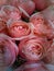 pink rare pine roses, close-up buds