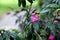 Pink ravenia flower, evergreen ornamental plant