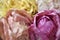 Pink Raw chicory, variegated chicory and pink organic radicchio, organic production, variegated salad