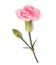 Pink realistic carnation with shadow isolated on white. Decorative flower with bud, design element for Mothers day holiday.