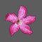 Pink and Red Adenium Flower, Low Poly Style Vector Illustration