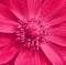 Pink red adonis flower closeup. Macro background